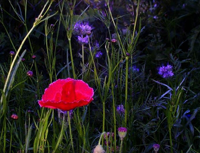 First Poppy