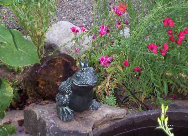 Frog Prince in the Garden