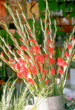 Mother's Gladiolas - a poem by Anne Bach