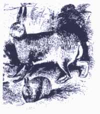 hare