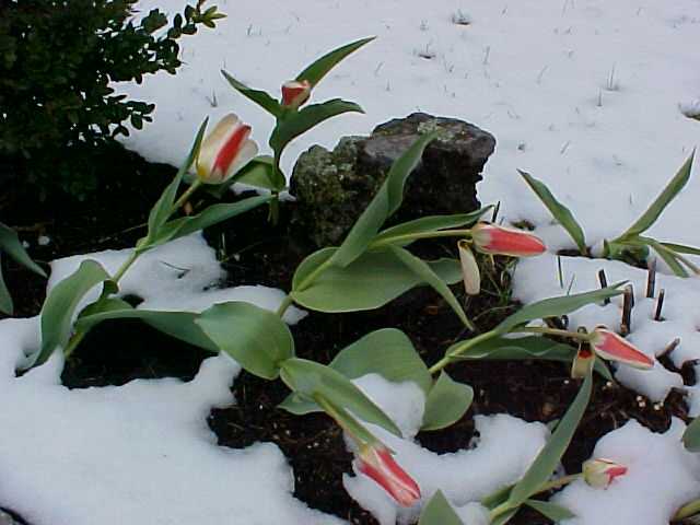 Photograph by Charles Michaud