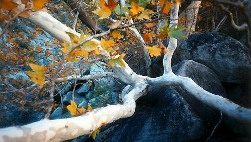 Sycamore