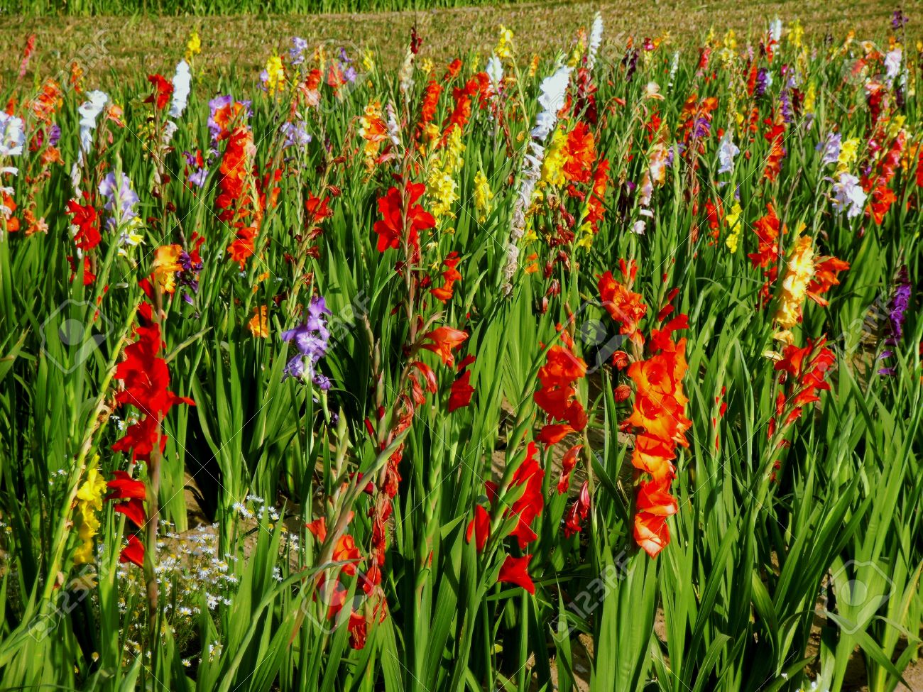 Gladiolas in field