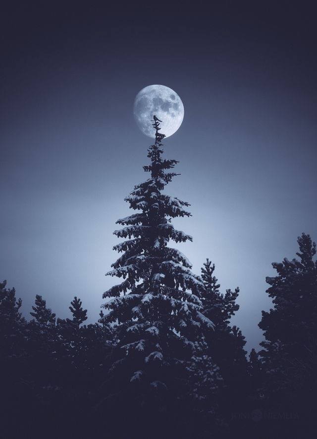 Moon and bird