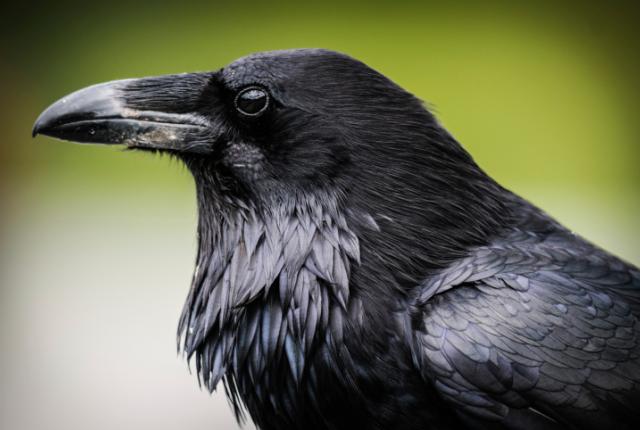 Raven
