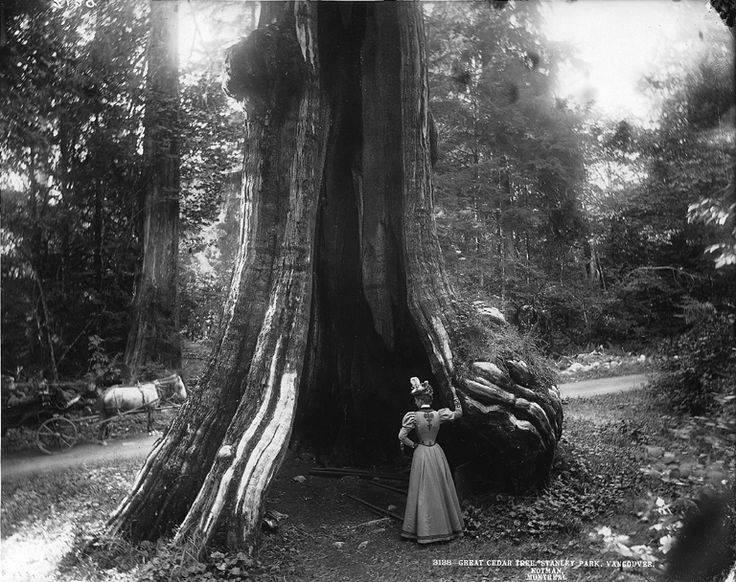 Great Cedar, Stanley Park, 1897