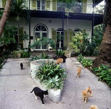Ernest Hemingway House, cats