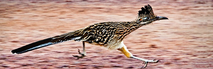 Roadrunner